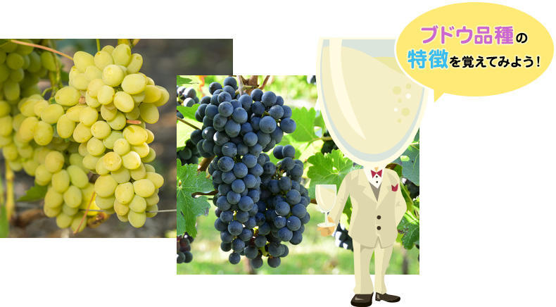 ブドウ品種の特長を覚えてみよう！