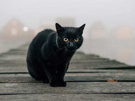 黒猫